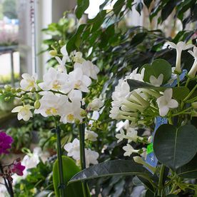 Mitschurin Galabau & Technik Blumenfachgeschäft