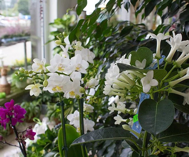 Mitschurin Galabau & Technik Blumenfachgeschäft