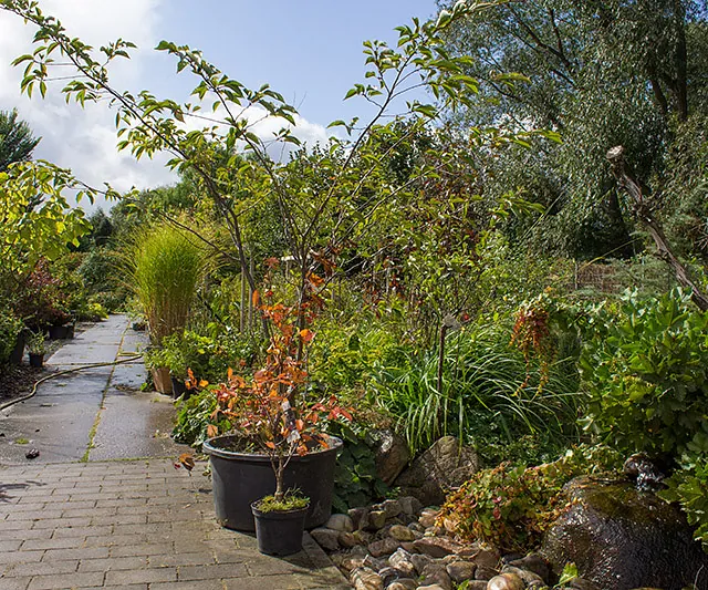 Mitschurin Galabau & Technik Blumenfachgeschäft