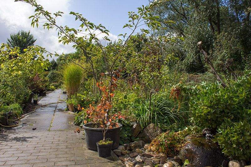 Mitschurin Galabau & Technik Blumenfachgeschäft