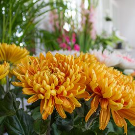 Mitschurin Galabau & Technik Blumenfachgeschäft