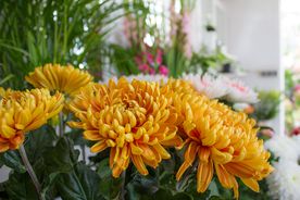 Mitschurin Galabau & Technik Blumenfachgeschäft