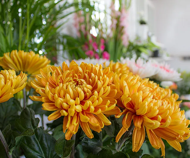 Mitschurin Galabau & Technik Blumenfachgeschäft