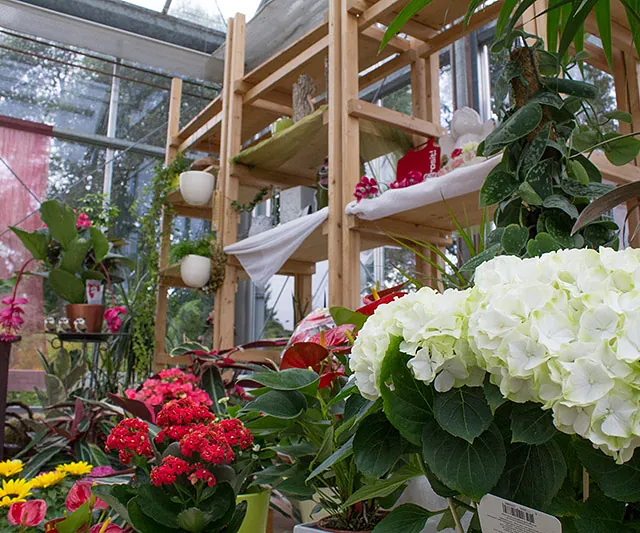 Mitschurin Galabau & Technik Blumenfachgeschäft