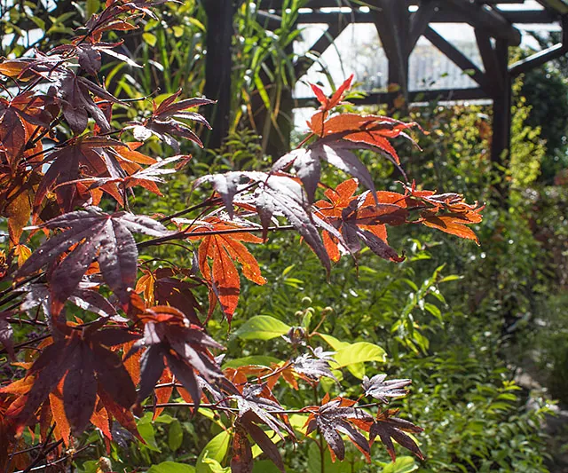 Mitschurin Galabau & Technik Blumenfachgeschäft