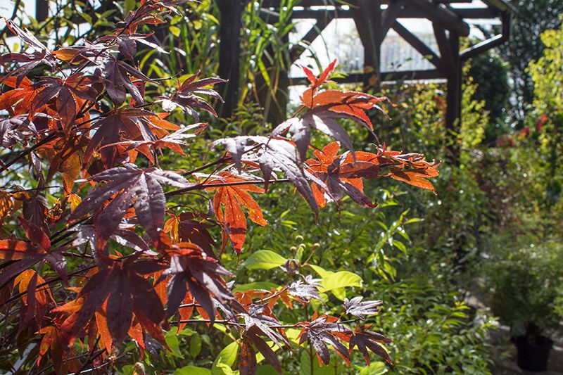 Mitschurin Galabau & Technik Blumenfachgeschäft